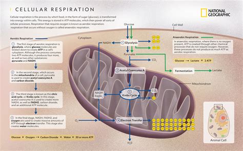 5 Ways Cellular Respiration Occurs