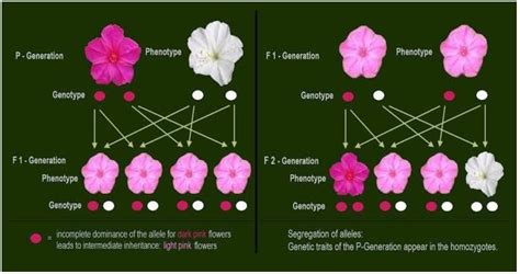 Incomplete Dominance Was First Discovered By In Plant