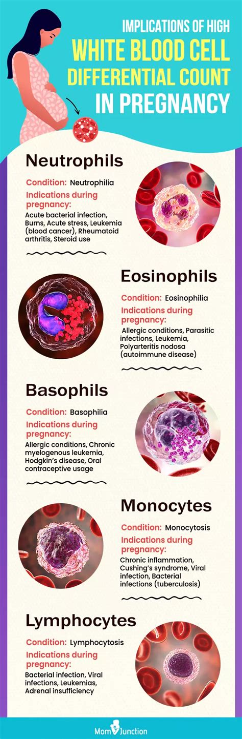 Increased Neutrophils Pregnancy
