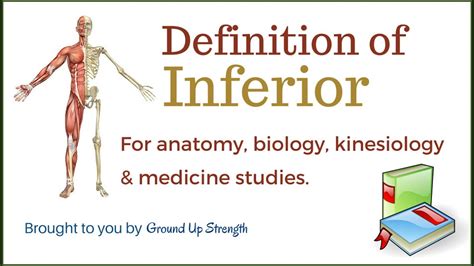 Inferior Definition Anatomy