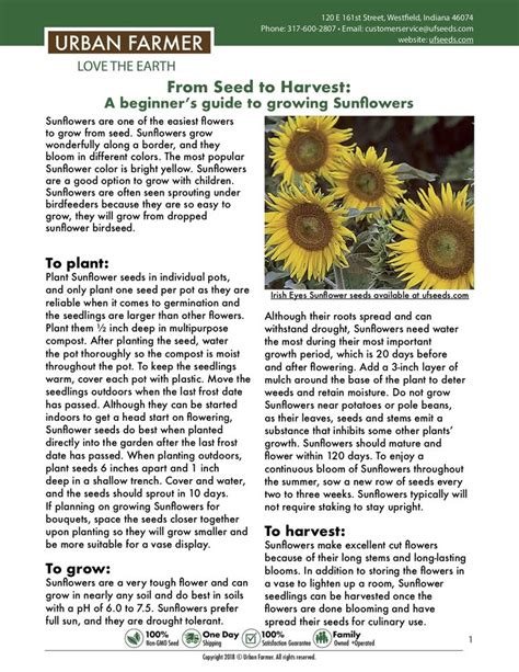 Instructions For Growing Sunflowers Growing Sunflowers Food Garden