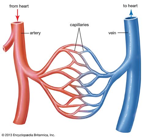 Interesting Facts About Blood Vessels Arteries Veins And Capillaries