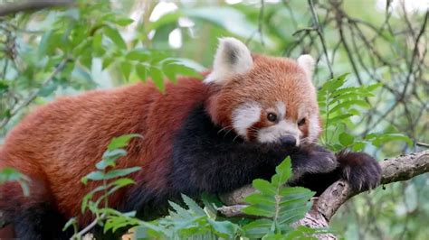 Interesting Facts About Red Pandas All You Need To Know Top 10 Animals
