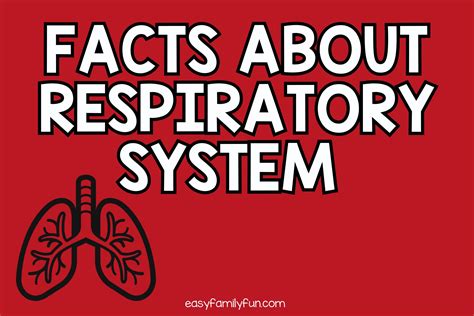 Interesting Facts About Respiratory System Easy Family Fun Games