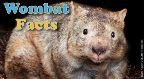 Interesting Wombat Facts By Seethewild Wildlife Conservation