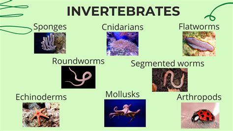 Invertebrate Animals My English And Science