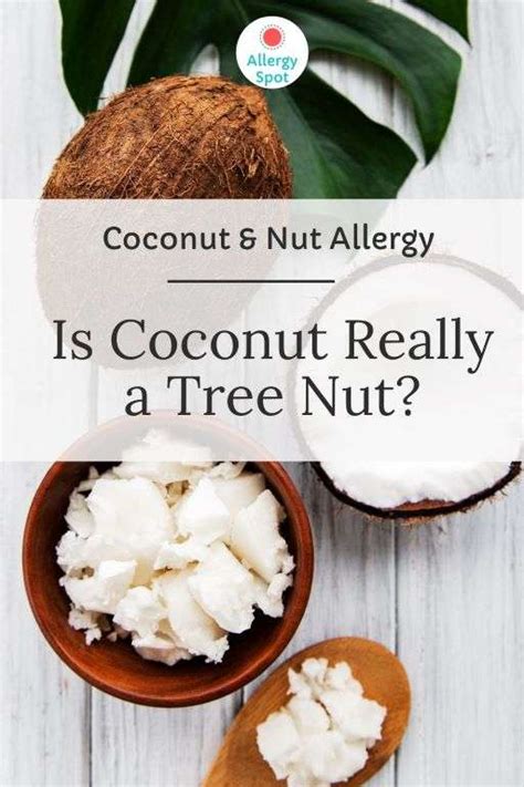 Is Coconut A Tree Nut