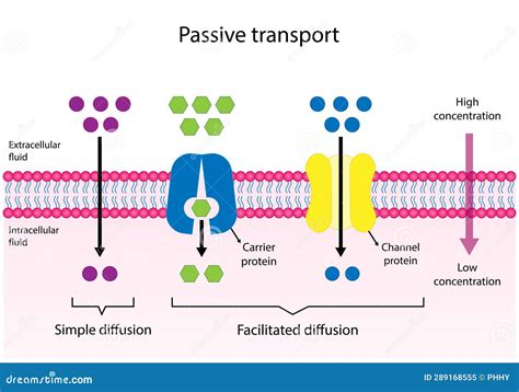 Facilitated Diffusion Is Passive