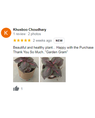 Jade Plant Benefits Care Tips Why Every Home Should Have One