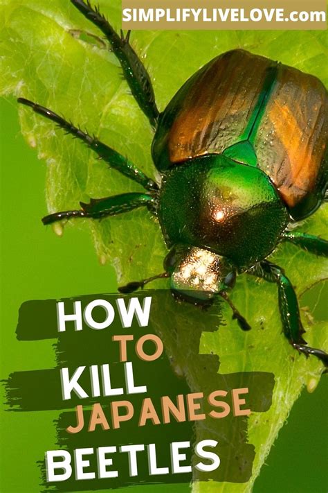 Japanese Beetles How To Get Rid Control And Kill Japanese Beetles