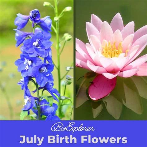 7 Facts July Birth Flower