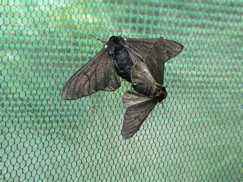Jumping Gene Took Peppered Moths To The Dar Eurekalert
