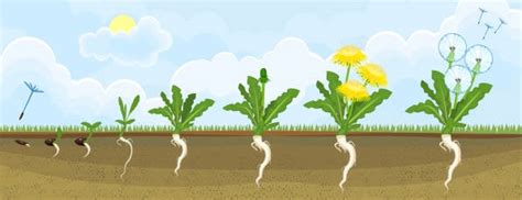 Kelly S Classroom Online Learning About Dandelion Life Cycles