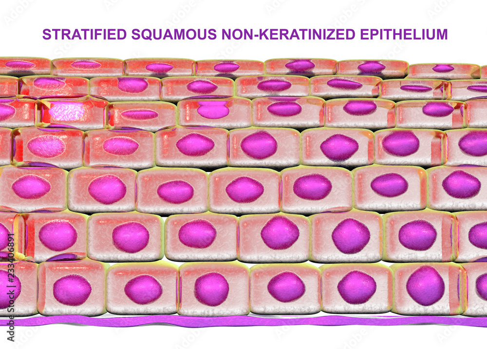 5 Facts Keratinized Epithelium