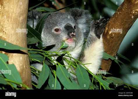 Koala Phascolarctos Cinereus Eating Eucalyptus Leaves Stock Photo