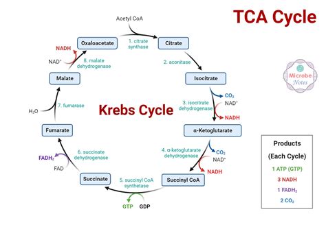 5 Steps Krebs Cycle