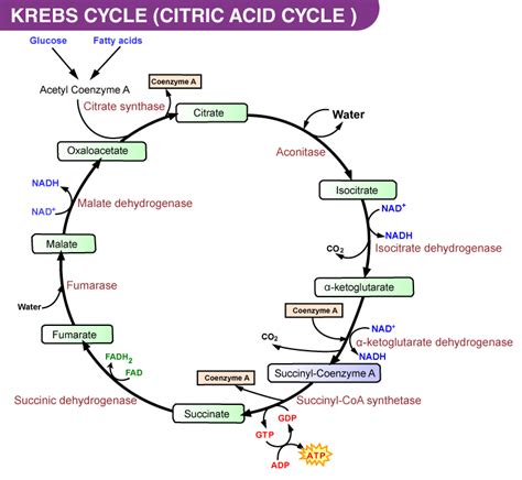 Krebs Cycle Or Citric Acid Cycle Steps Products Significance