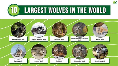 5 Largest Wolf Species