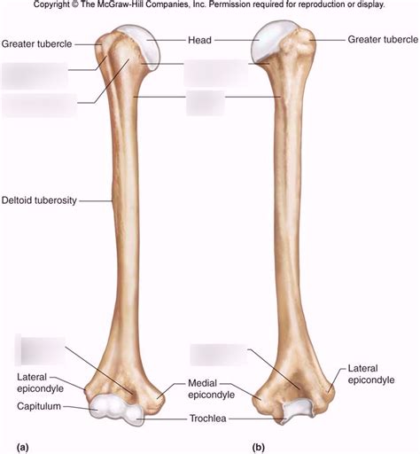 Lateral Epicondyle Of Humerus Complete Anatomy