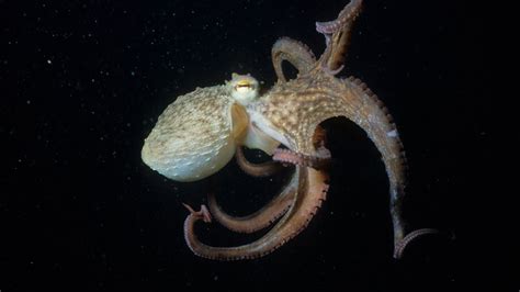 Layla Welch On Twitter Rt Sciencefactshq Octopuses Have Three