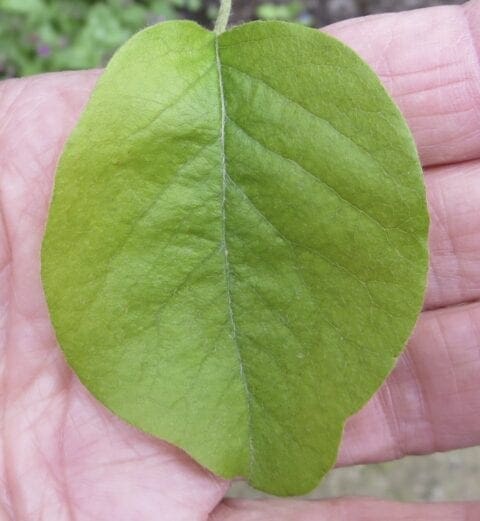Leaf Oval Smooth Tree Guide Uk Tree Id By Oval Smooth Edged Leaf