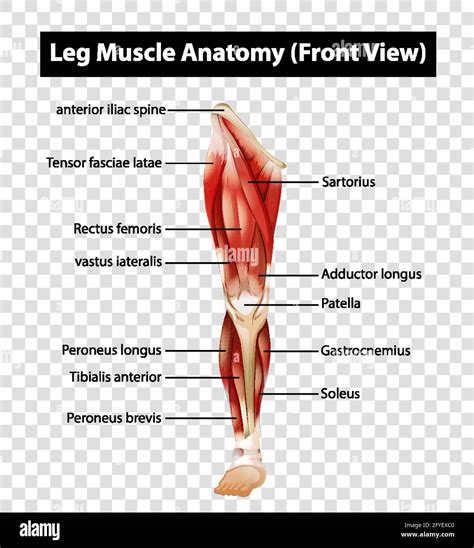 Leg Muscle Diagram Guide