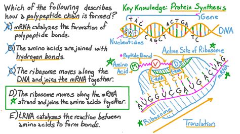 Lesson Playlist Nagwa