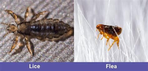 Lice Vs Fleas