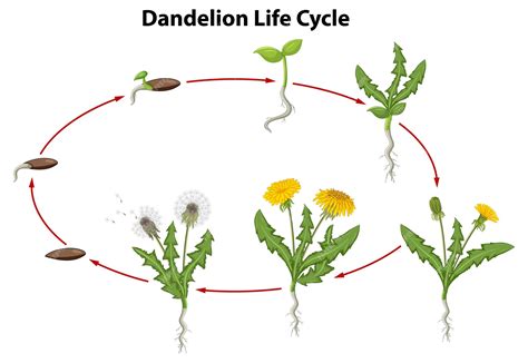 Life Cycle Of A Dandelion Plant