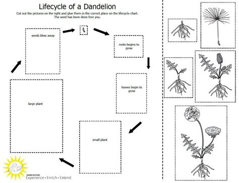 Life Cycle Of A Dandelion Worksheet Printable Calendars At A Glance