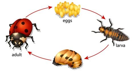 Life Cycle Of A Ladybug Diagram
