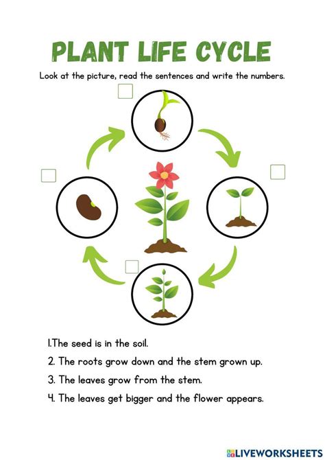 Life Cycle Of A Plant Online Activity For Grade 3 Plant Life Cycle