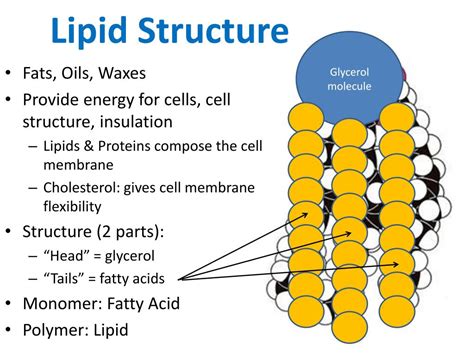 Lipids Biology Visionlearning