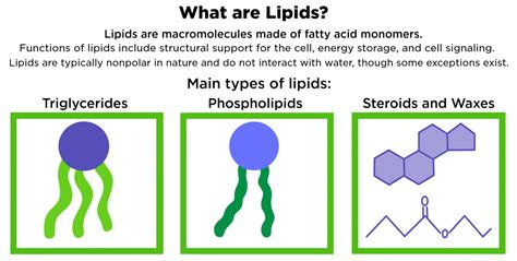 Lipids Biology