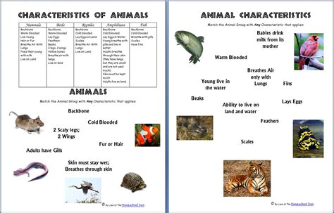 Characteristics of All Animals