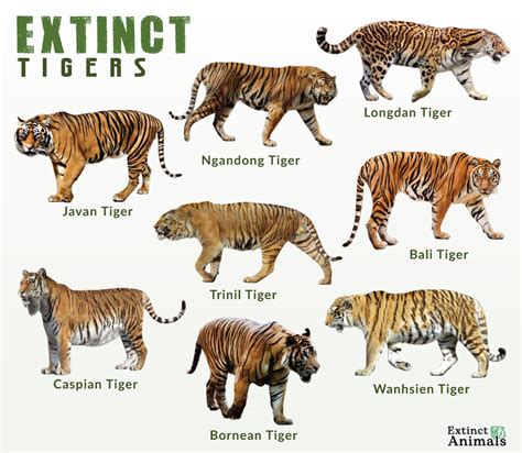 List Of Extinct Species In The World