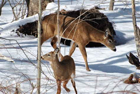 Living On Earth Deer Miss