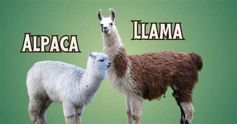 Llama vs Alpaca Comparison