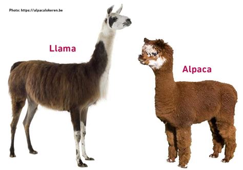Llamas Alpacas And Vicuas How To Spot The Difference 7 Ways To Tell The