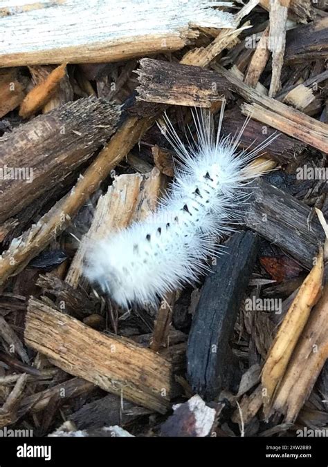 Lophocampa Caryae Hickory Tussock Moth Caterpillar The Gardener S Eden