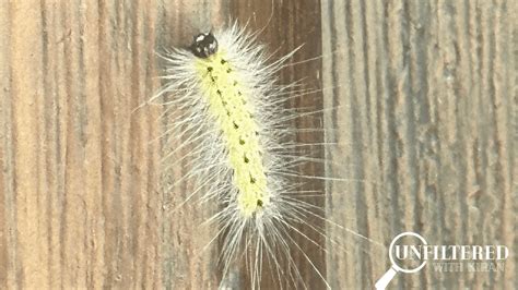 Louisiana Seeing Increasing Population Of Fuzzy White Caterpillars