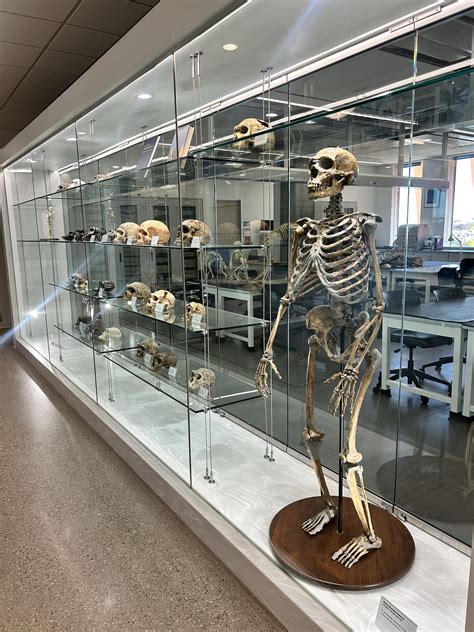 Lucy S Story Institute Of Human Origins