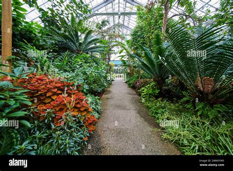 Lush Greenhouse Pathway At Matthaei Botanical Gardens Tranquil View