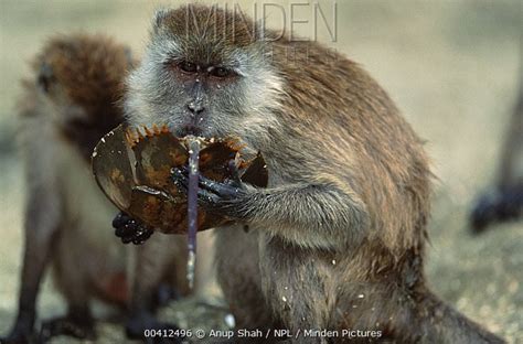 Macaques Eating Horseshoe Crabs R Natureismetal