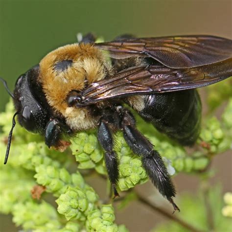 Macrodan Eastern Carpenter Bee 10 Interesting Facts Carpenter Bee