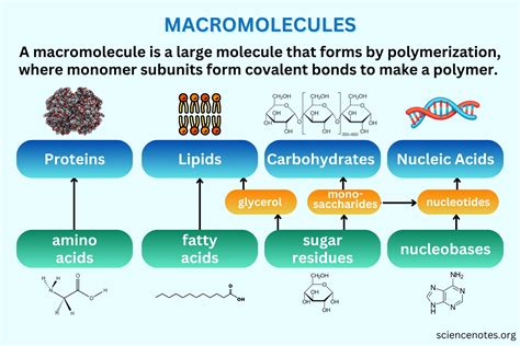 Macromolecules Examples