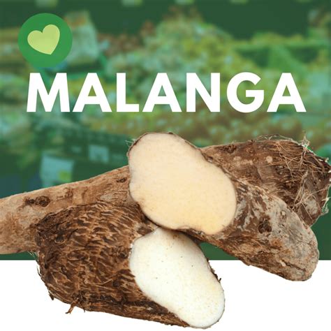 Malanga In English