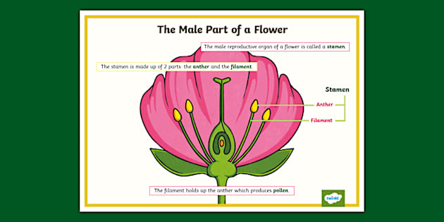 Male Flower Part Function