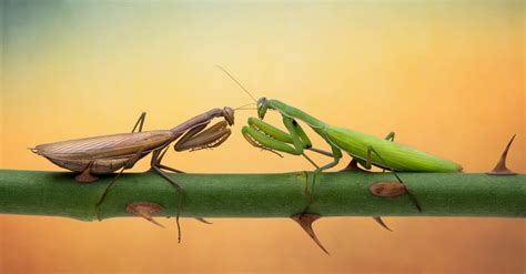 5 Key Mantis Differences
