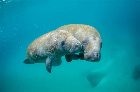 Manatee In Care At Florida State Park Drowned As Pool Drained Report Finds